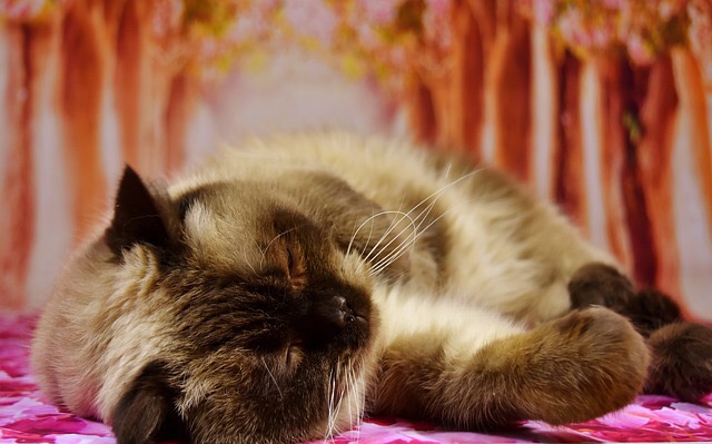 The Relationship Between Movement and Sleep